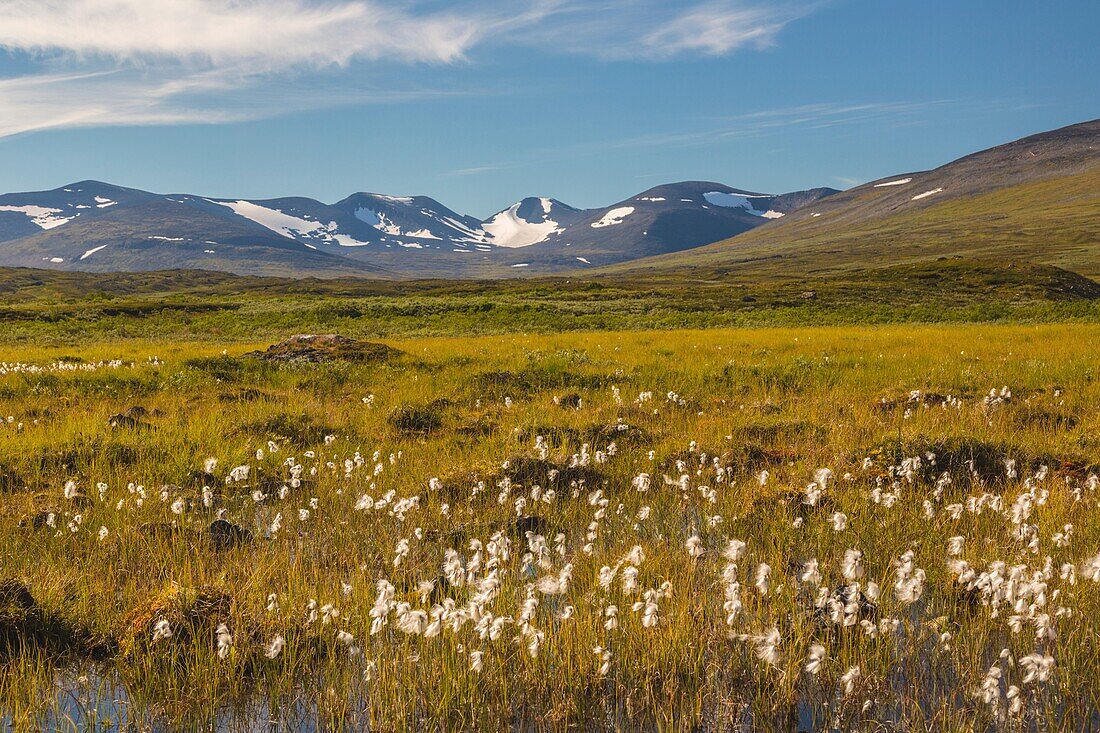 Summer in mountain area in Swedish Lapland, snow on the mountains, cotton grass in foreground, Kiruna, Swedish Lapland, Sweden.