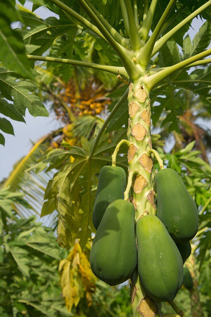 Garden with papaya trees in Thado, Maldives