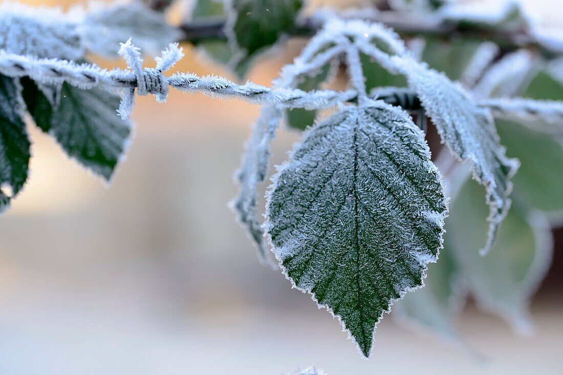Detail of ice crystals on barbwire and green leaves , shot in Stuttgart, Germany.