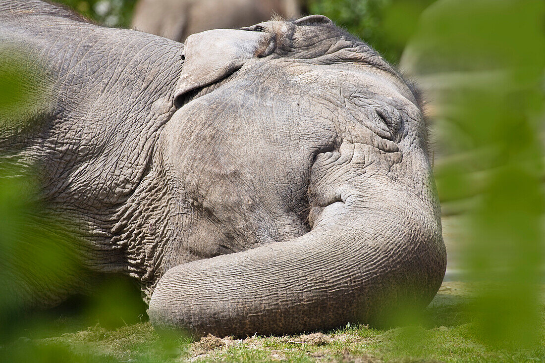Indischer Elefant schlafend, Elephas maximus, Zoo