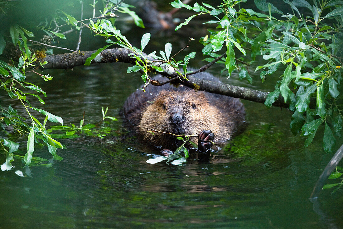 Beaver eating willow, Castor fiber, Alaska, USA