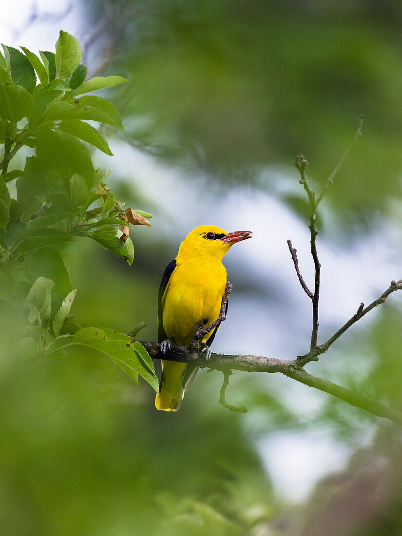 Pirol, Männchen in Obstbaum, Oriolus oriolus, Bulgarien