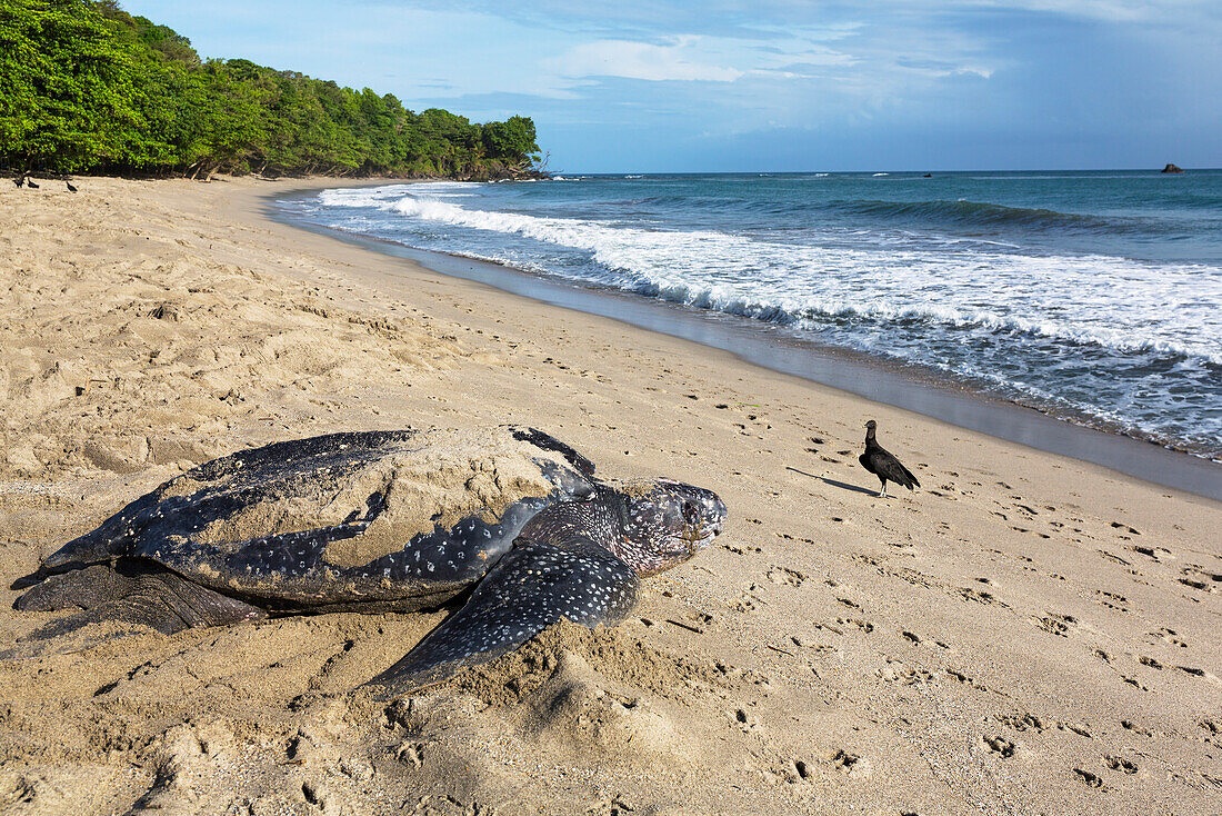 Lederschildkröte nach Eiablage geht zurück ins Meer, Dermochelys coriacea, Meeresschildkröten, Trinidad, West Indies, Karibik