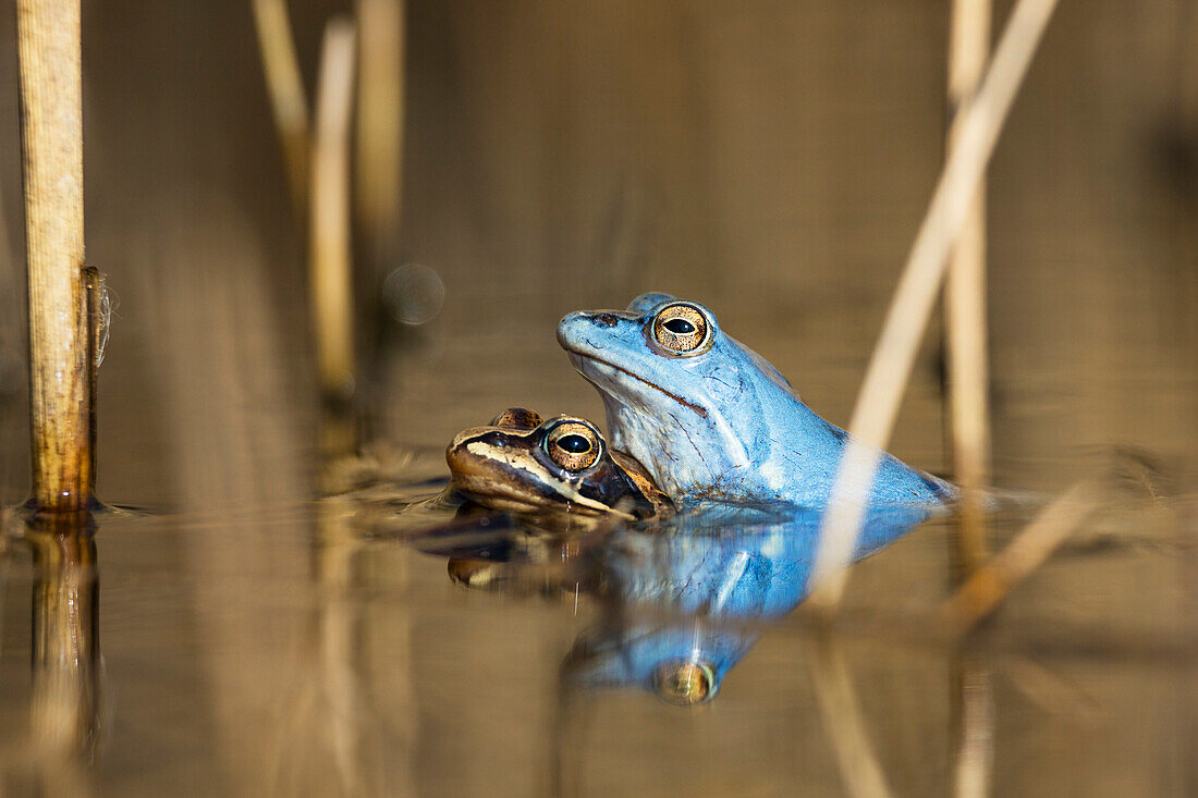 Moor Frog, Rana arvalis, mating, Bavaria, Germany, Europe