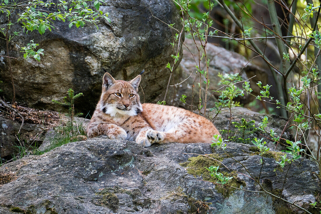 Europäischer Luchs, Felis lynx; Lynx lynx; Nationalpark Bayerischer Wald; Bayern; Deutschland