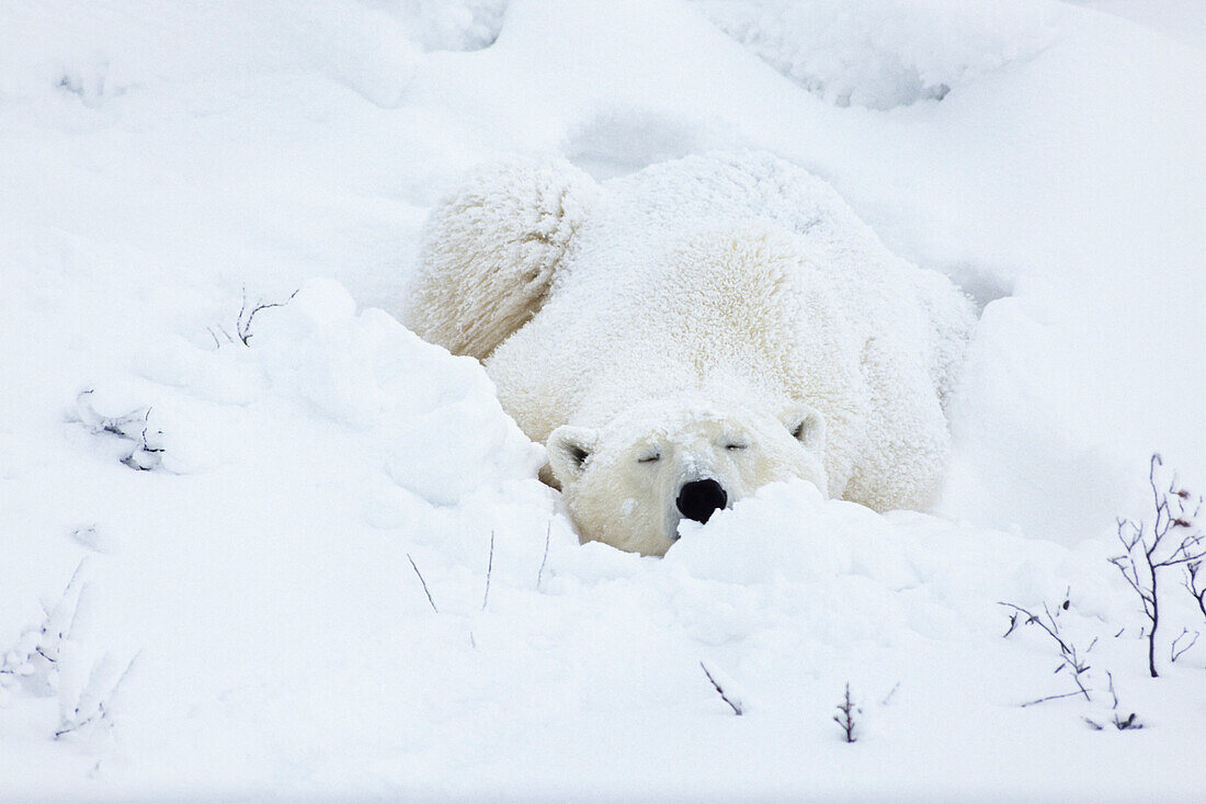 Eisbär schläft in Schneewehe, Ursus maritimus, Churchill, Manitoba, Kanada