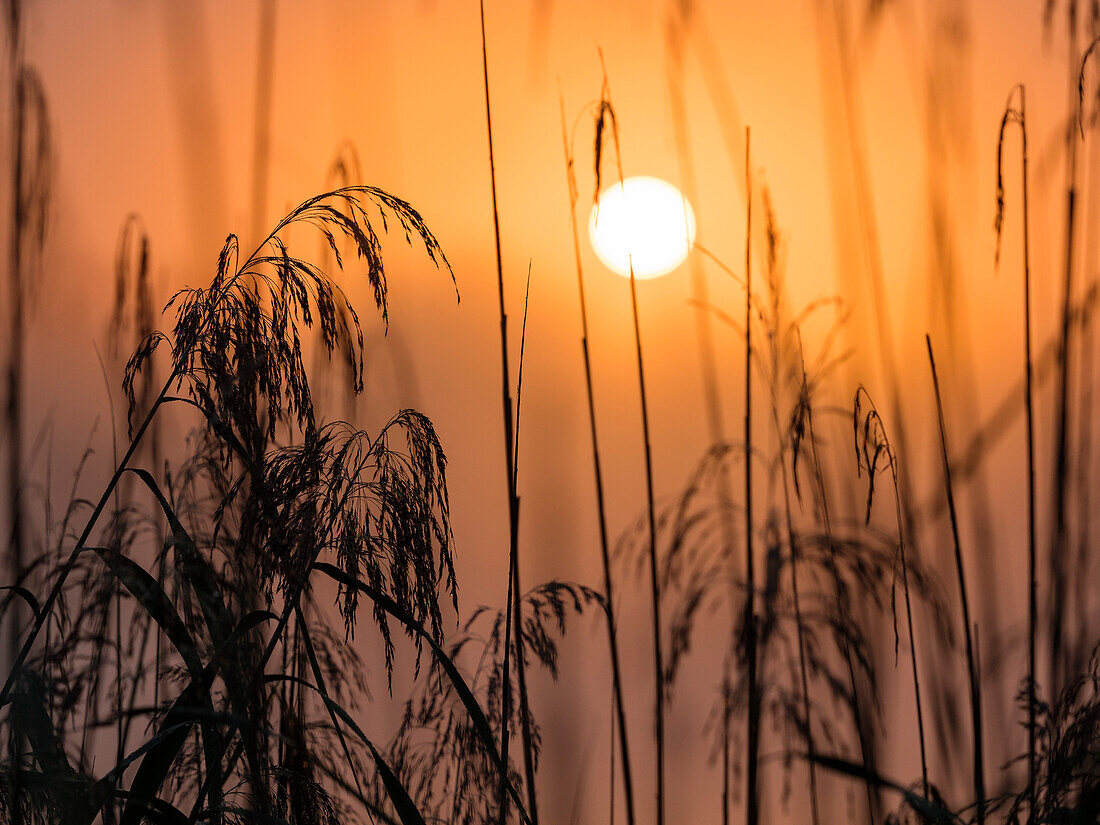 Sonnenaufgang mit Schif, Bayern, Deutschland