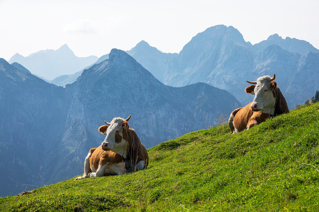 Kühe, Milchkühe im Karwendel, Alpen, Österreich