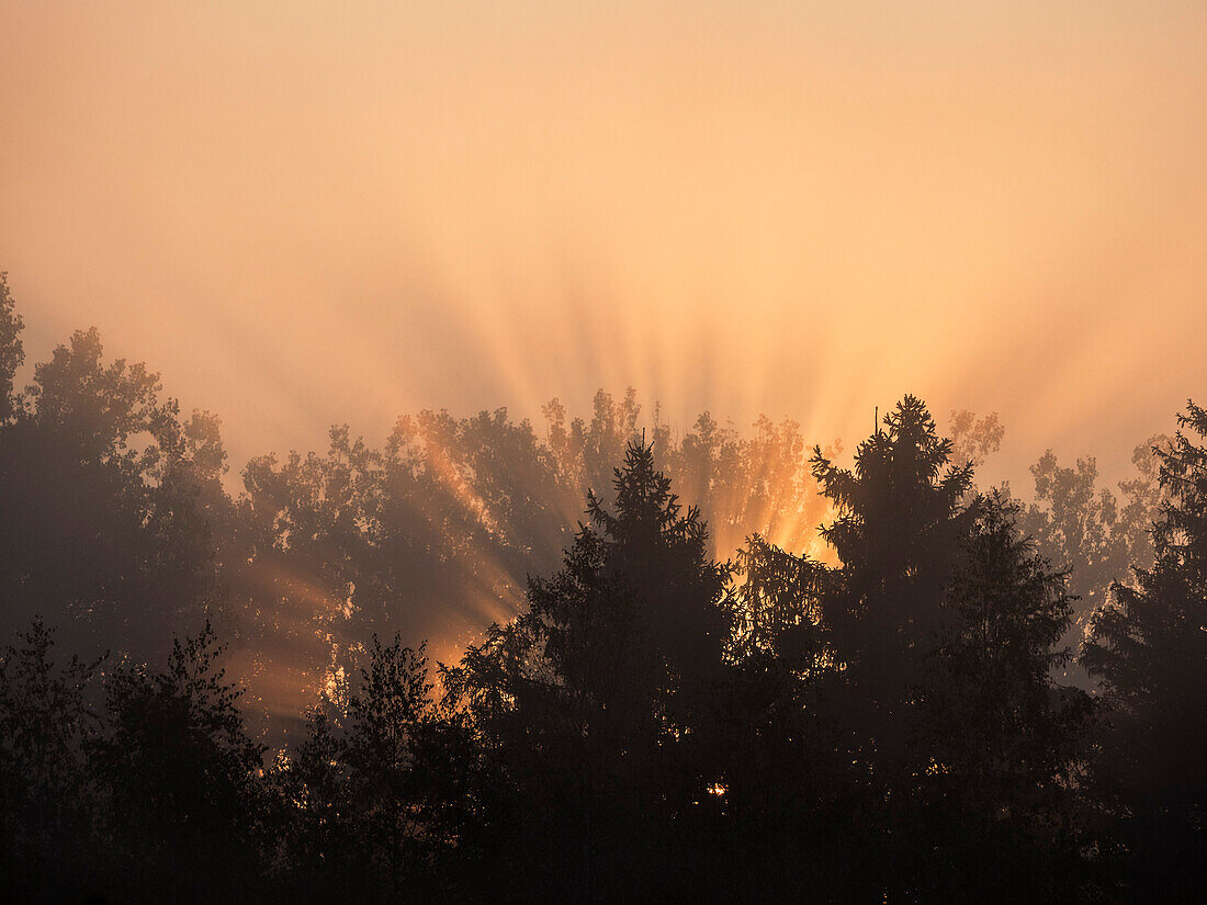 Sonnenaufgang über Wald, Bayern, Deutschland