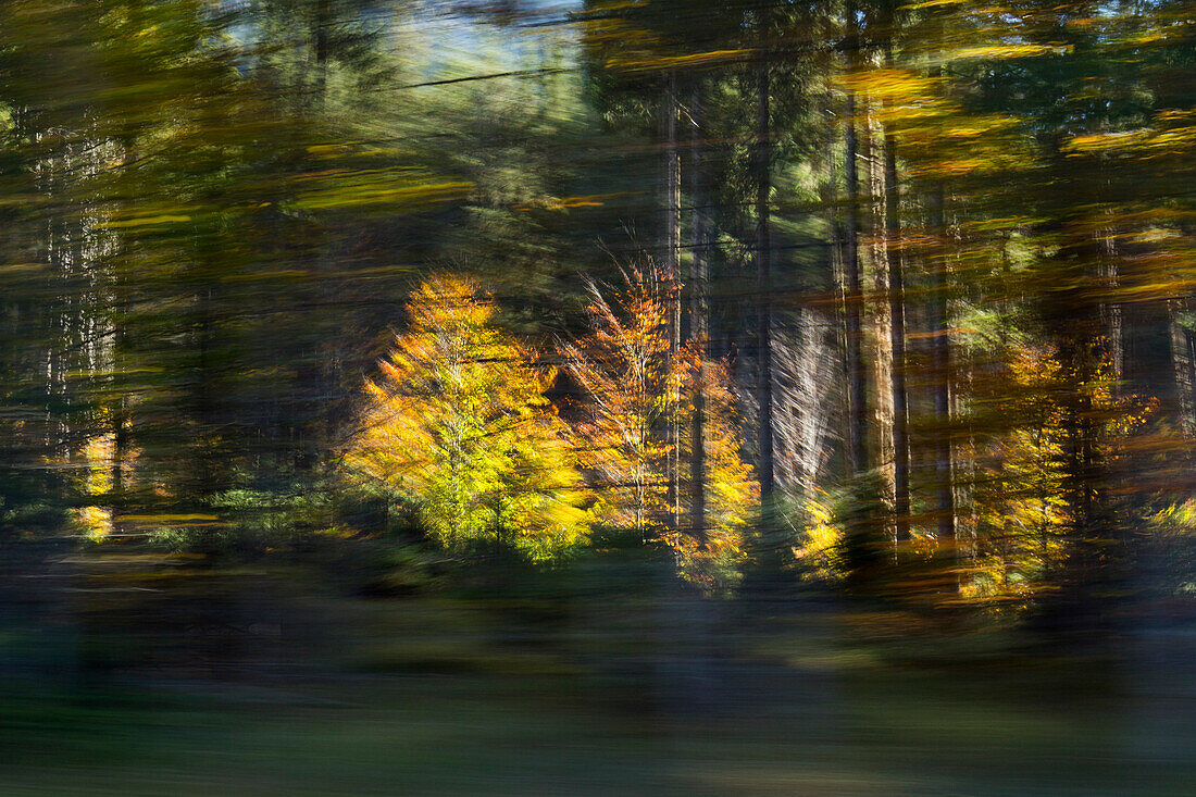 Bewegter Wald, Bäume abstrakt, Herbst, Bayern, Deutschland
