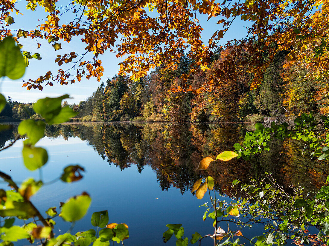 autumn colours at Hochschlossweiher pond near Pähl, beech trees, Upper Bavaria, Germany, Europe