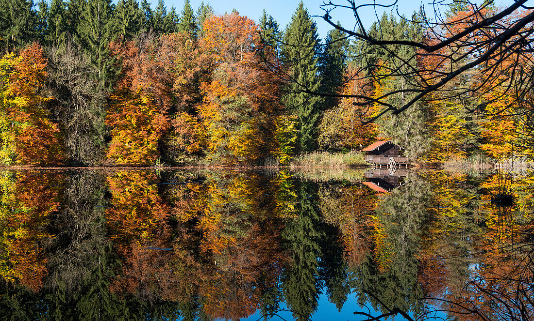 Landscape, lake with colourful trees in fall, autumn, spruce, beech, Upper Bavaria, Germany, Europe