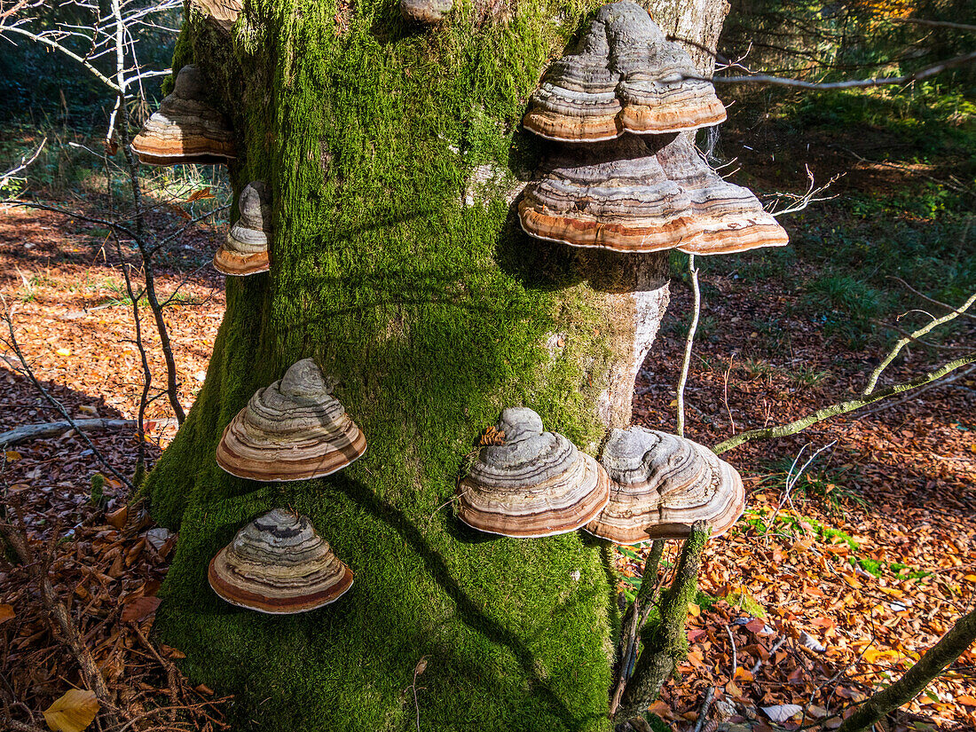 Hoof Fungus on dead beech tree, Fomes fomentarius, Upper Bavaria, Germany, Europe