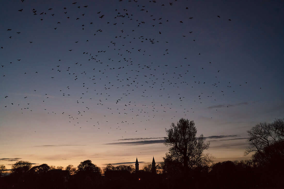 A flock of crows in the sky at dusk in late autumn over Englischer Garten, in the background you can see the church of St. Ludwig, Munich, Upper Bavaria, Germany
