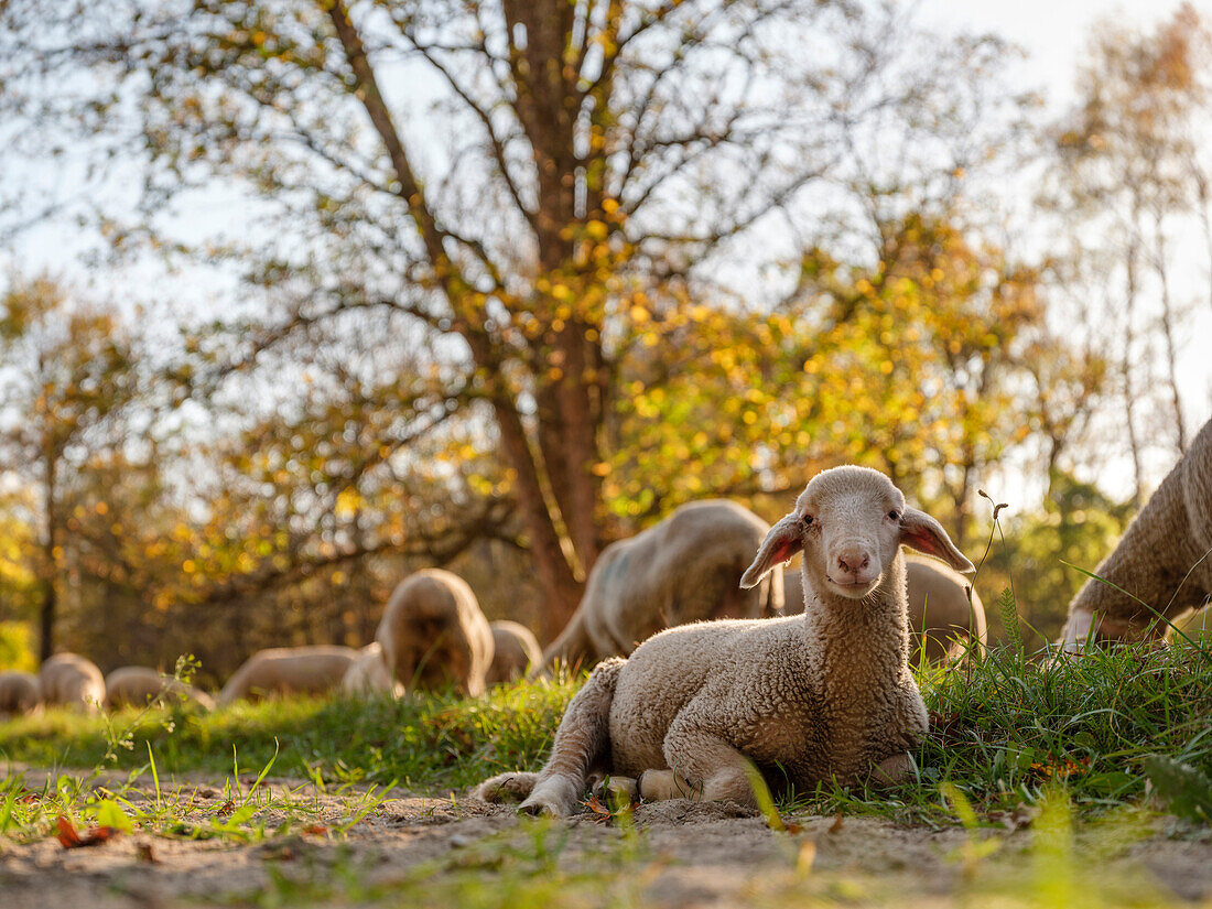 Ein Lämmchen ruht bei seiner Herde im herbstlichen Grass, nördlicher Englischer Garten, München, Oberbayern, Deutschland