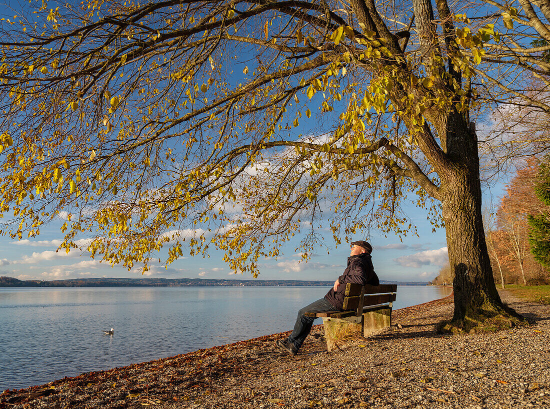 Ein Mann sitzt am Starnberger See unter einem Baum auf einer Bank und geniesst die Sonne des Spätherbstes, Ambach, Oberbayern, Deutschland