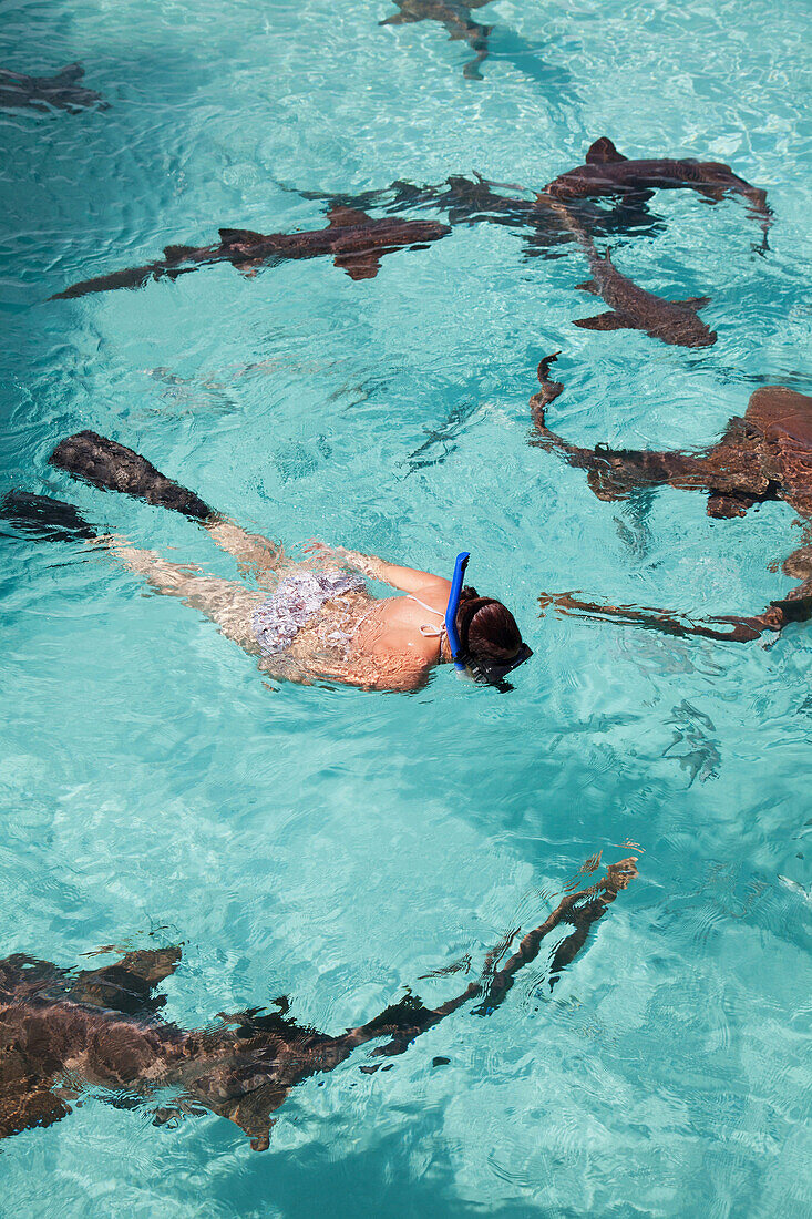 EXUMA, Bahamas. Swimming with docile … – License image – 71198538 Image ...