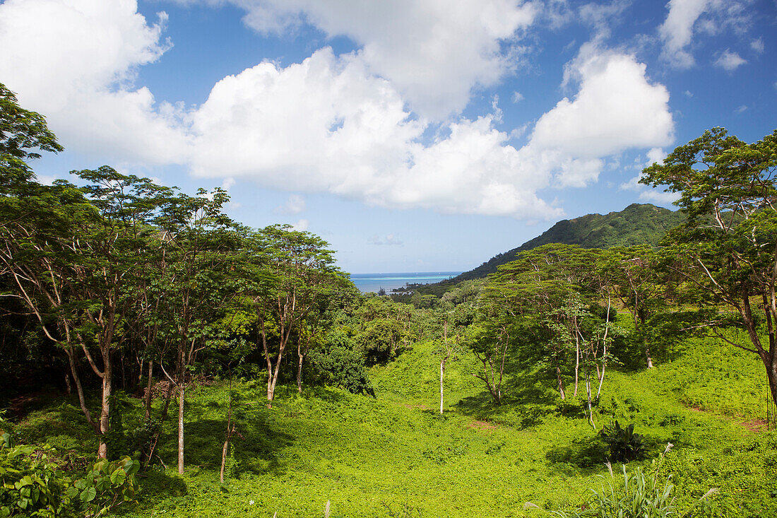 FRENCH POLYNESIA, Tahaa Island. A landscape and view of the lush vegetation of Tahaa Island.
