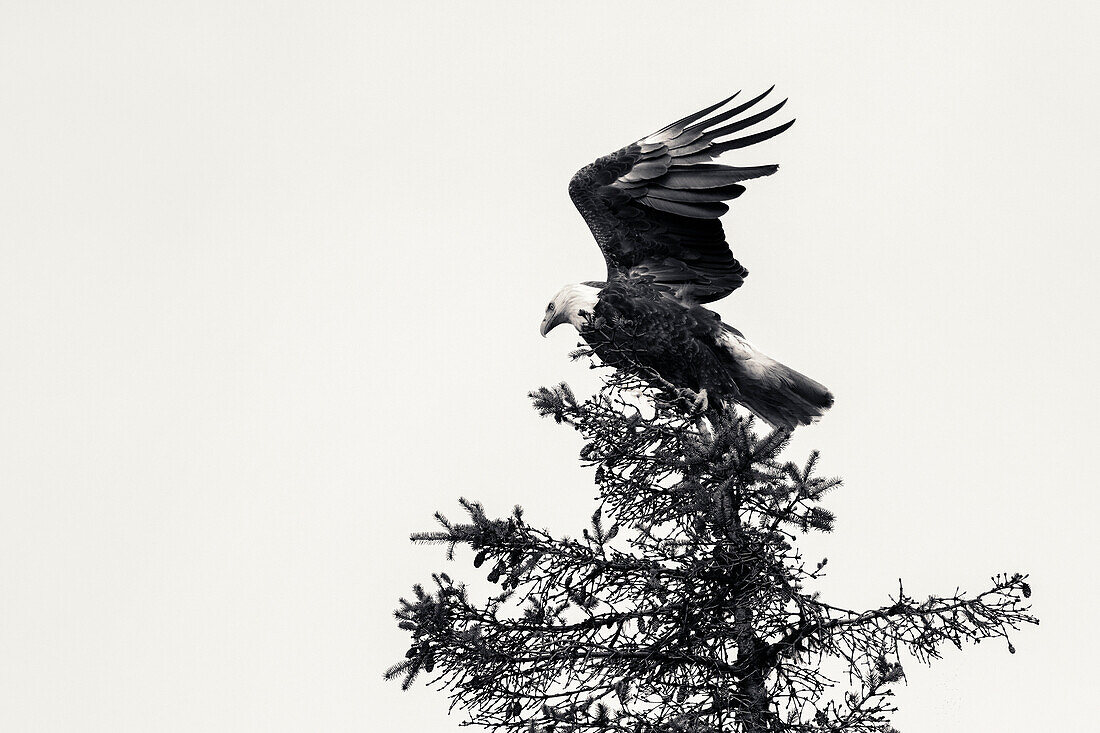 USA, Alaska, Homer, China Poot Bay, Kachemak Bay, a bald eagle spotted in the trees near the Kachemak Bay Wilderness Lodge, (B&W)