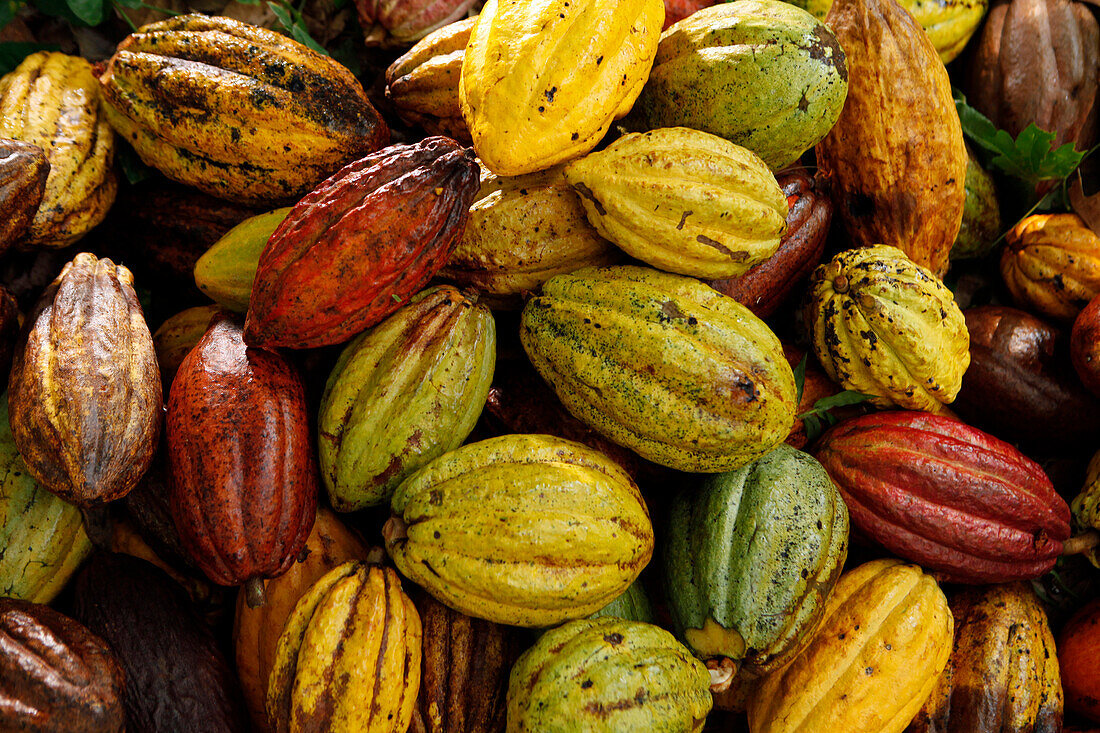 BELIZE, Punta Gorda, Toledo District, a pile of harvested Cacao fruit at the farm of Justino Peck in the Maya village of San Jose