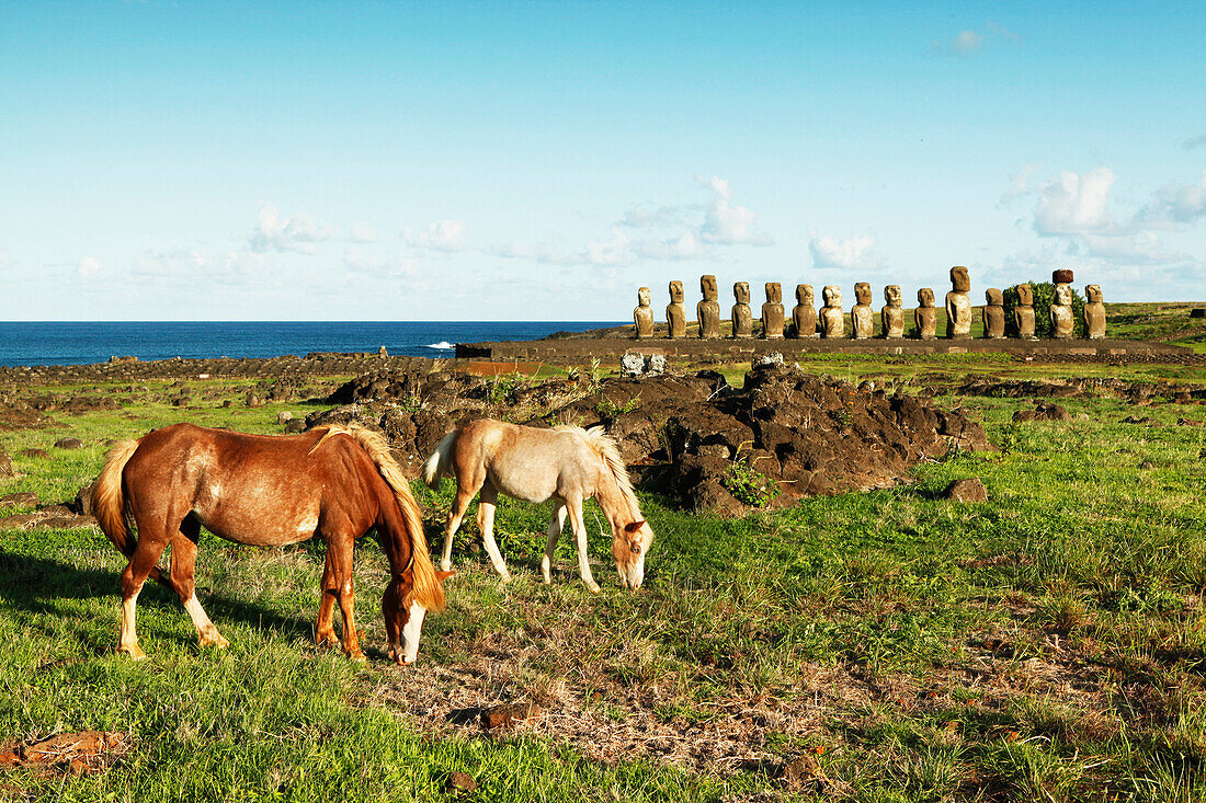EASTER ISLAND, CHILE, Isla de Pascua, Rapa Nui, horses graze in front of the Moai statues at the Ahu Tongariki site at the base of Poike Volcano