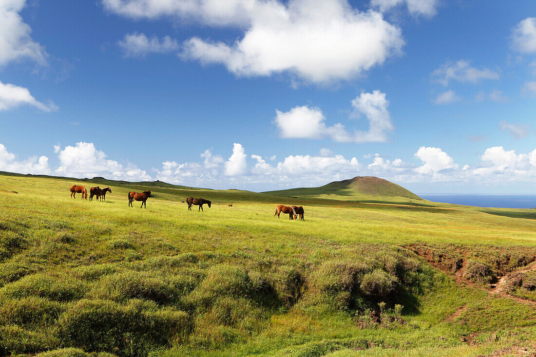 EASTER ISLAND, CHILE, Isla de Pascua, Rapa Nui, hikers explore around the green lush hills leading to Maunga Terevaka, the highest point on the Island, 511 meters