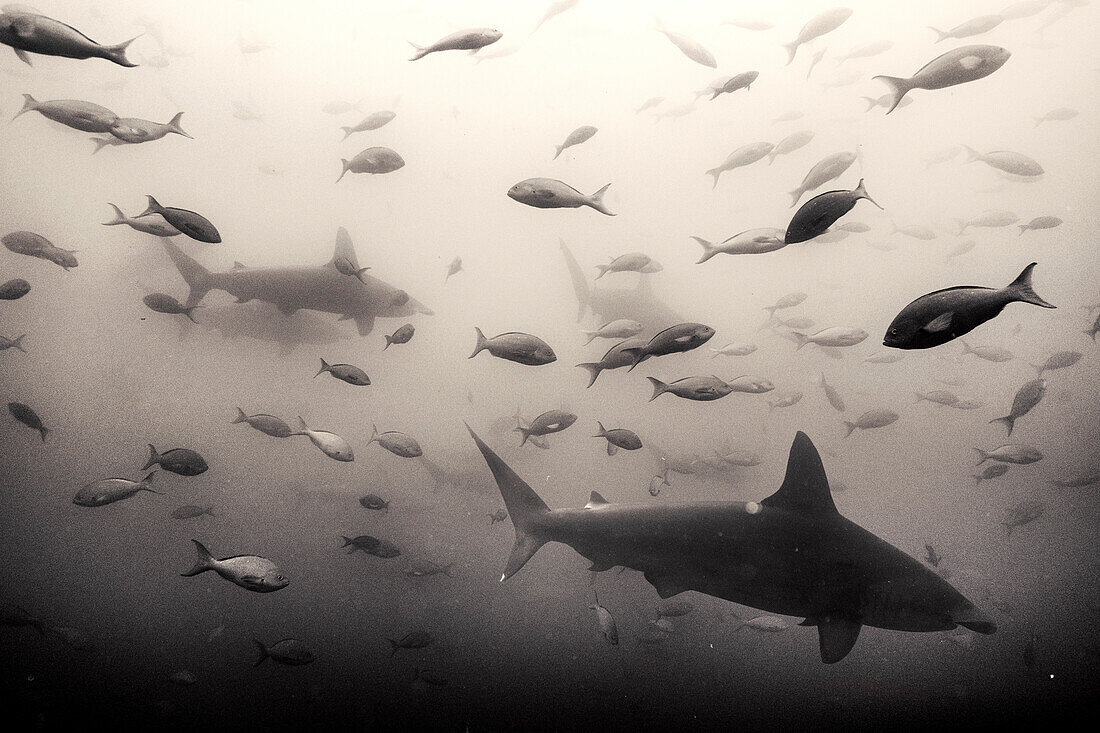 GALAPAGOS ISLANDS, ECUADOR, hammerhead sharks seen in the waters near Gordon Rocks