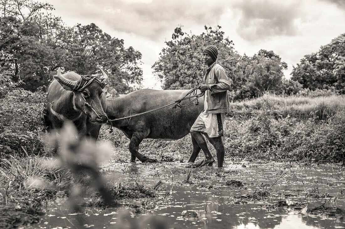 INDONESIA, Flores, a man walks his cows in circles through the mud to prepare his paddocks for planting rice, Dintor village