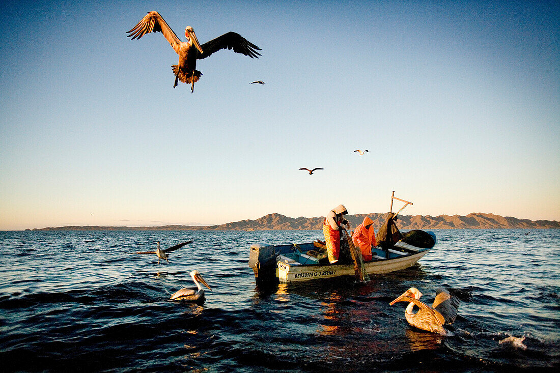 MEXICO, Baja, Magdalena Bay, Pacific Ocean, fishermen being swarmed by pelicans in the bay