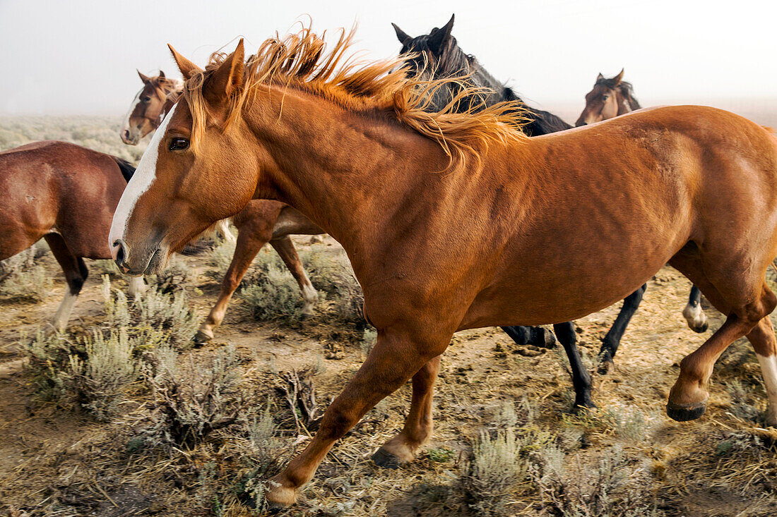 USA, Nevada, Wells, Mustang Monument, A sustainable luxury eco friendly resort and preserve for wild horses is home to 650 rescued mustangs that roam the 900 square mile property in NE Nevada, Saving America's Mustangs Foundation
