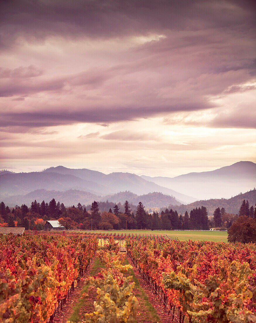 USA, Oregon, Medford, Schmidt Family Vineyards is located in the beautiful Applegate Valley and is owned by Judy and Cal Schmidt, the winery consists of country charm, beautiful gardens and fine wines