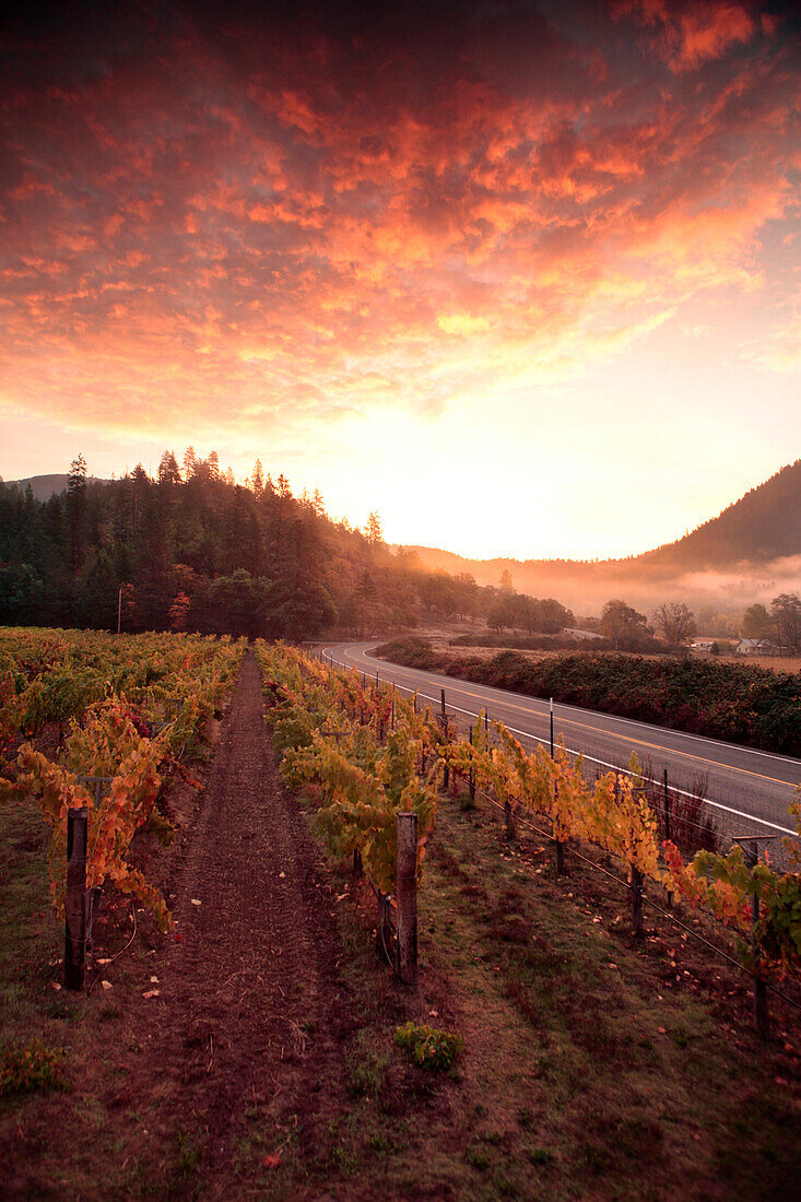 USA, Oregon, Medford, Woolridge Creek Winery is located in the heart of the Applegate River Valley in Southern Oregon, the first grape vines were planted at Woolridge Creek in the 1970s