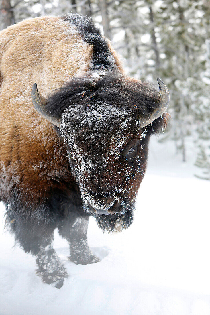 USA, Wyoming, Yellowstone National Park, a frost covered bison stands in the snow near Roaring Mountain