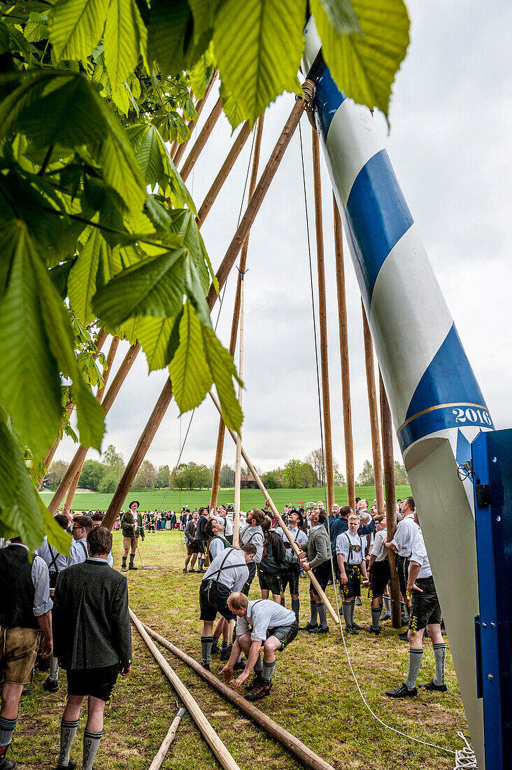 maypole, bavarian tradition, Bavaria, Germany, Europe