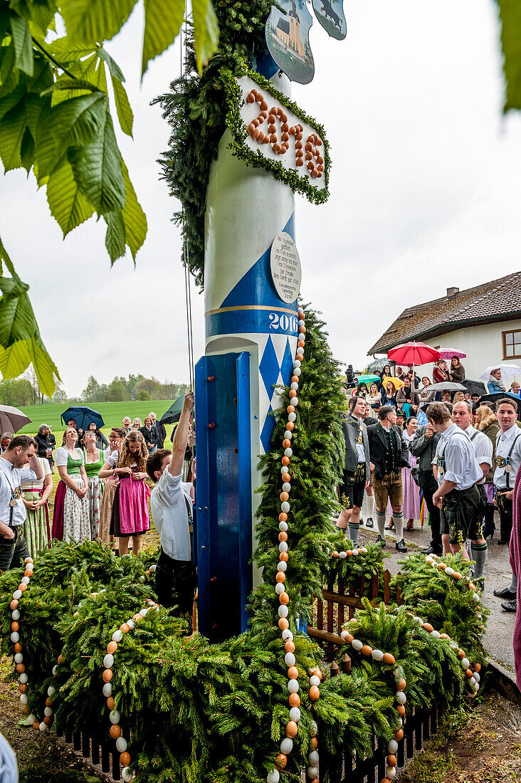 maypole, bavarian tradition, Bavaria, Germany, Europe