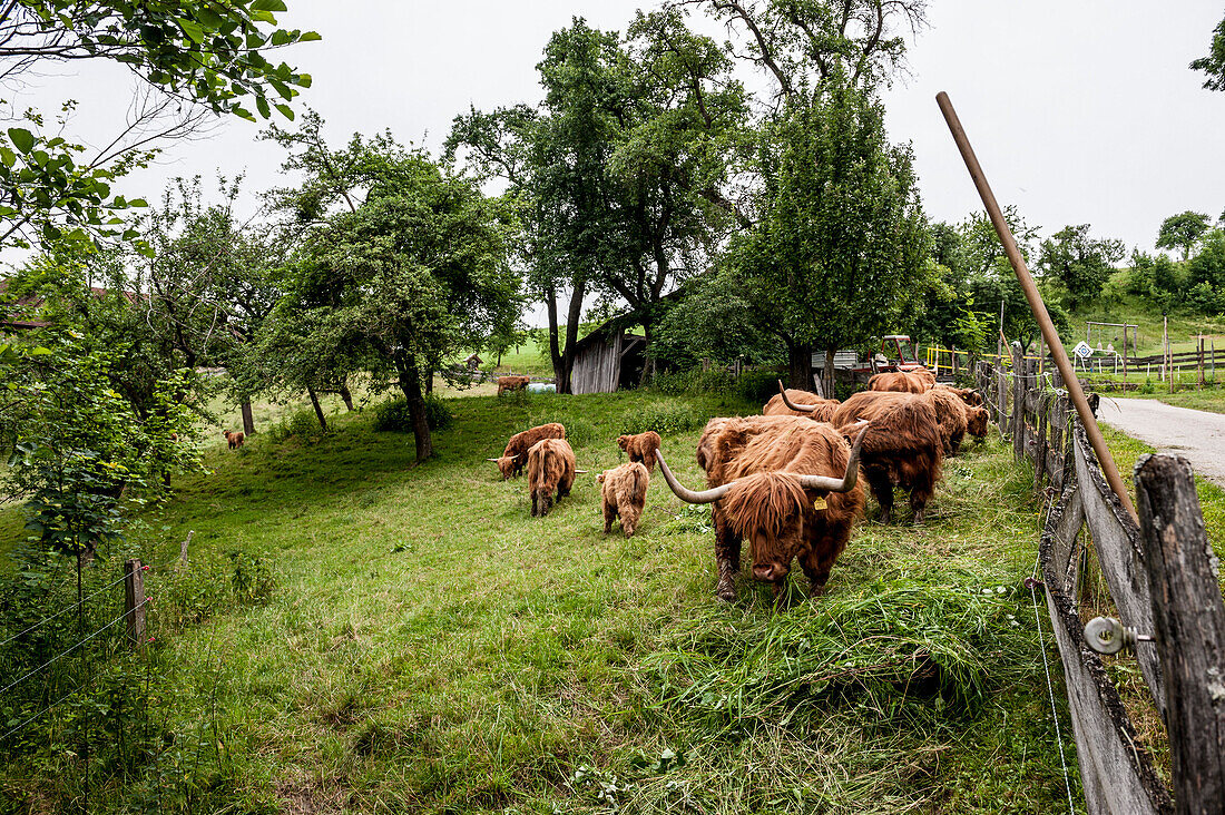 cattle, cow, farm, Austria, Europe