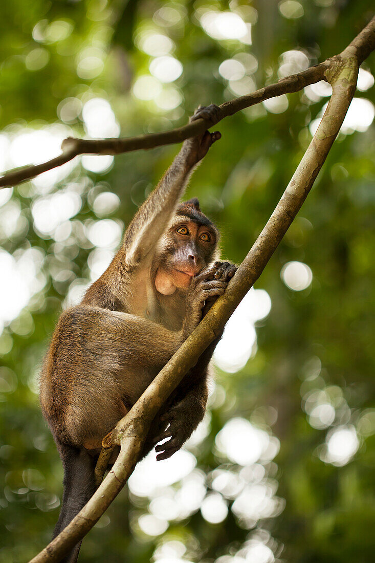 Wild Macaque, Rajah Sikatuna National Park; Bohol, Central Visayas, Philippines