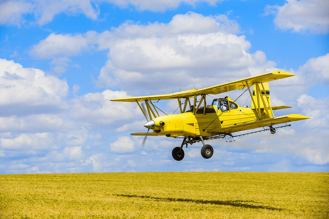 Crop Duster Spraying Herbicide On Fields Of Garbanzo Beans In The Palouse Region Of Eastern Washington; Washington, United States Of America