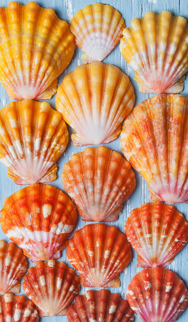 Rare, indigenous Hawaiian red sunrise scallop shells (Langford Pecten) laid out on a blue background; Honolulu, Oahu, Hawaii, United States of America