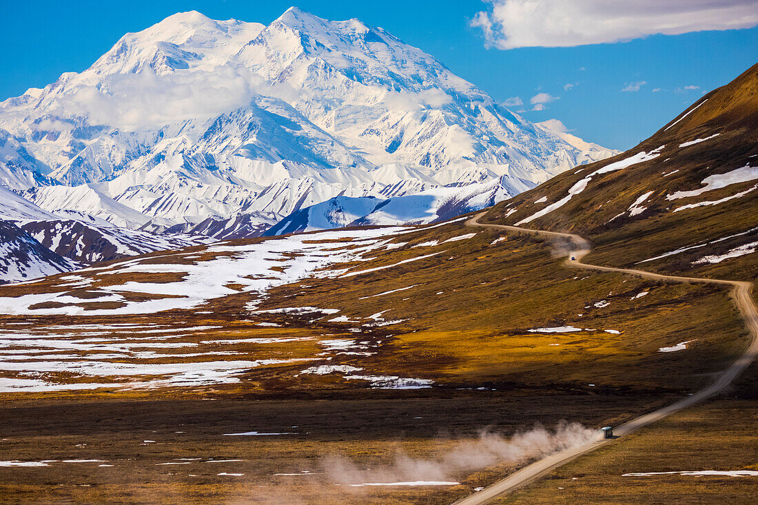 Classic view of Denali looming over a bus traveling along the road in Denali National Park near Stony Pass in early summer; Alaska, United States of America