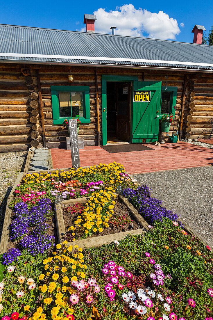 A summer garden grows flowers outside the Sullivan Roadhouse Historical Museum; Delta Junction, Alaska, United States of America