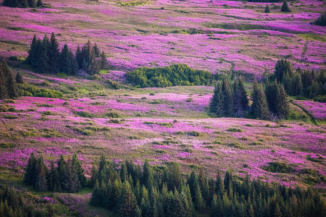 Field Of Fireweed (Chamaenerion Angustifolium); Alaska, United States Of America