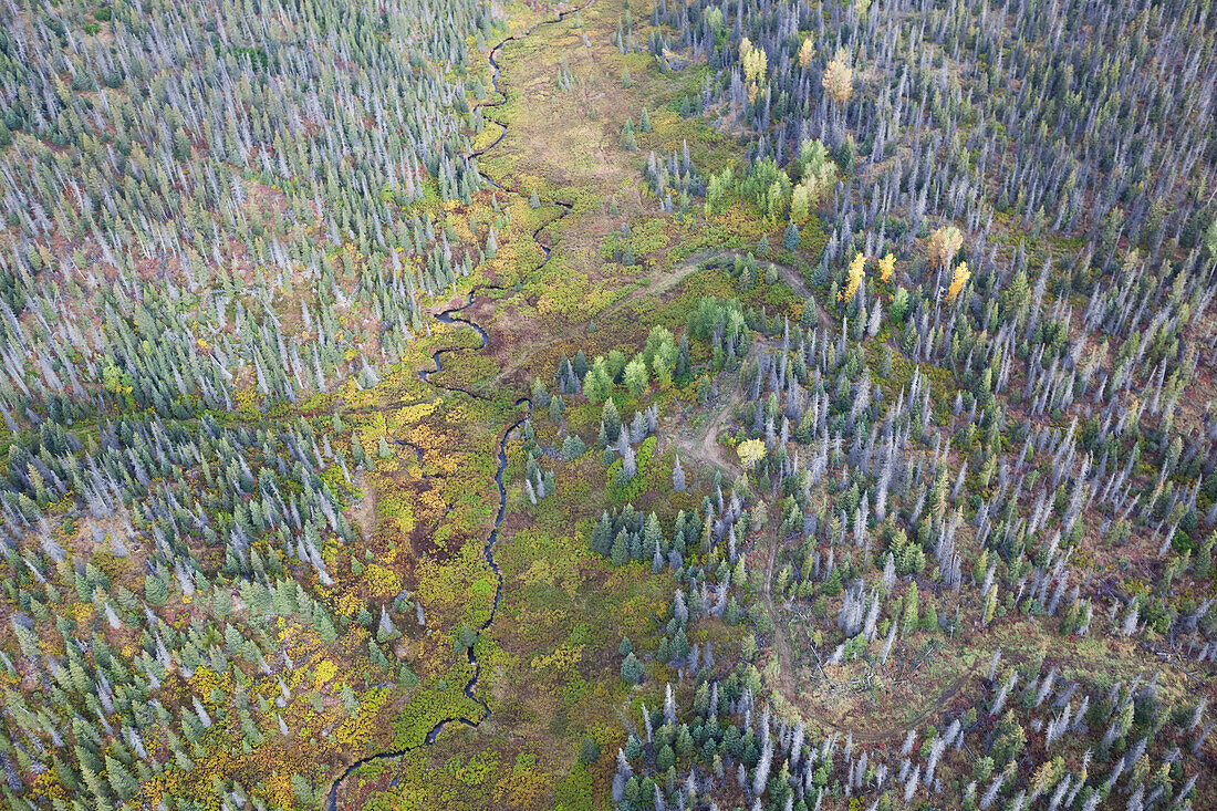 Aerial View Of Twitter Creek Running Through A Forest On Kenai Peninsula; Alaska, United States Of America