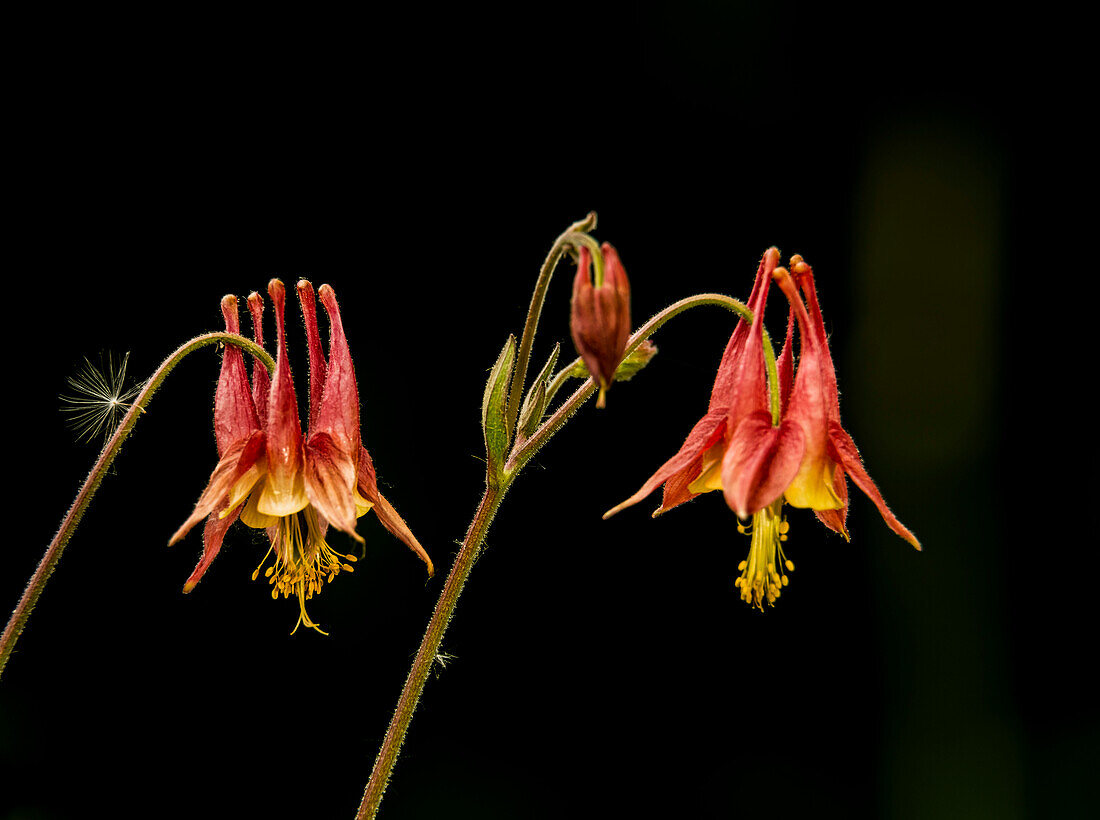 Wild Columbine (Aquilegia), Canadensis Ranunculaceae, New York Botanical Garden; Bronx, New York, United States Of America