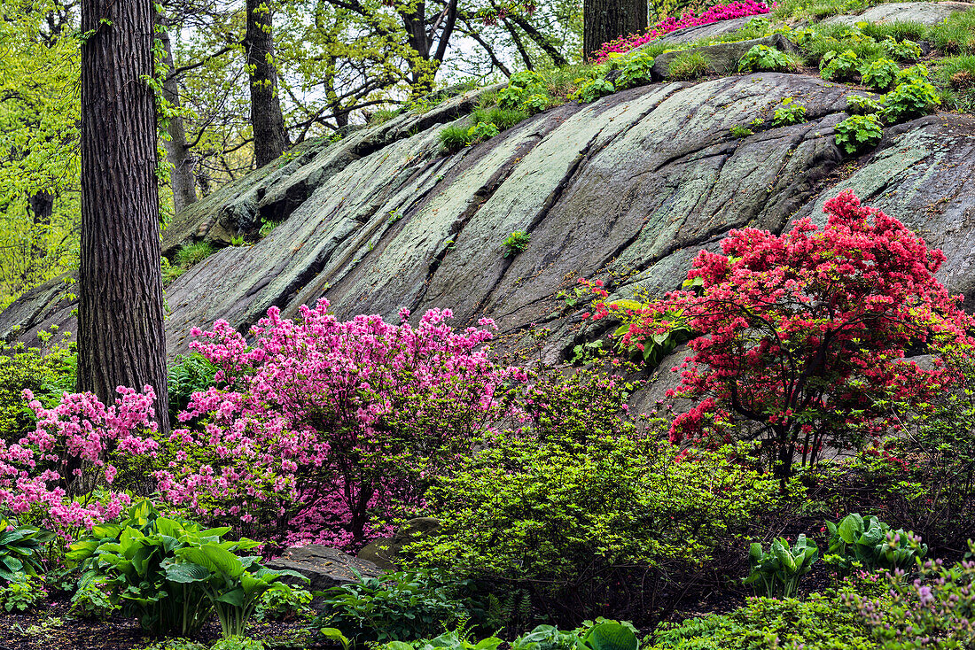 Azalea Garden, New York Botanical Garden; Bronx, New York, United States Of America