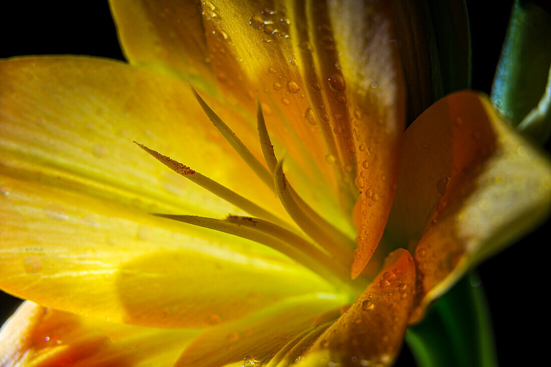 Hinterleuchtete Lilie (Liliaceae) Im Studio; New York, Vereinigte Staaten Von Amerika