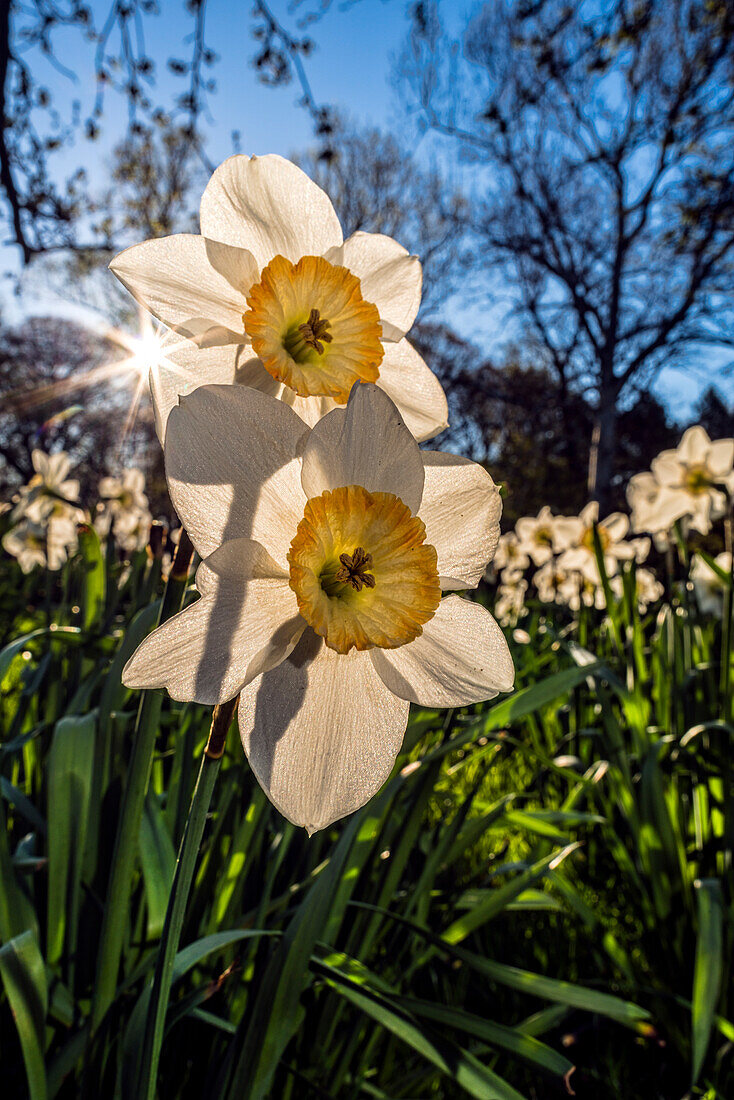 Sun Rising Behind Large-Cup Daffodils (Narcissus), 'manon Lescaut' Amaryllidaceae, New York Botanical Garden; Bronx, New York, United States Of America
