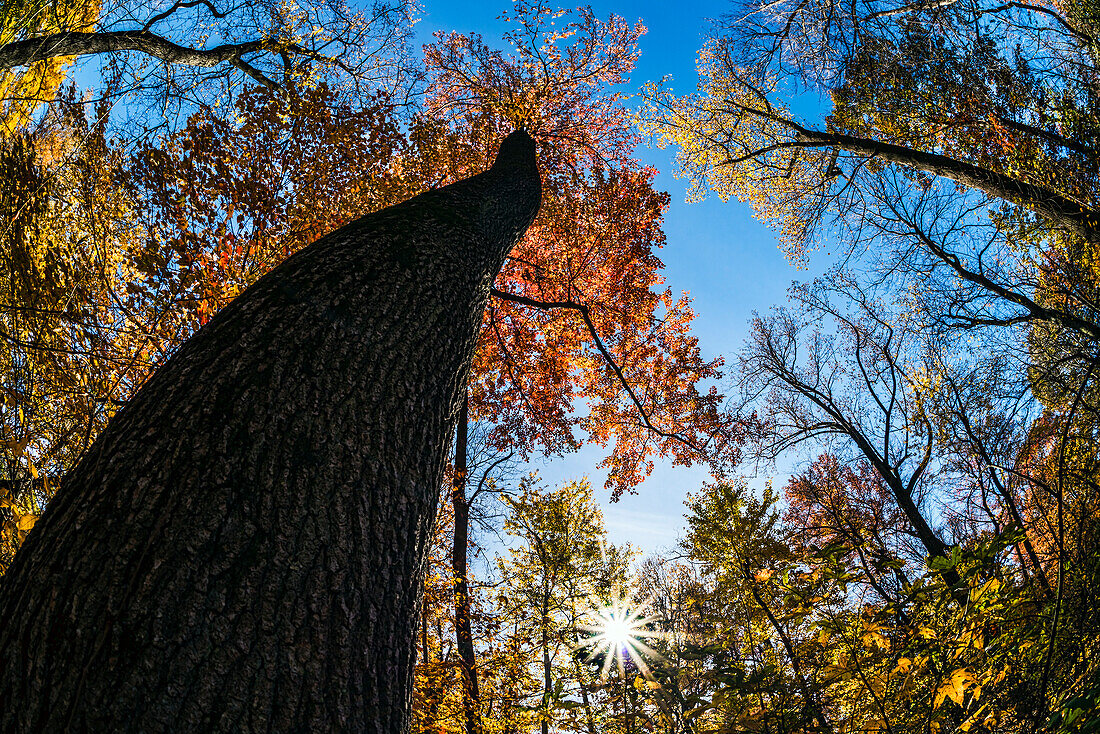 Autumn Coloured Foliage Looking Up To The Blue Sky Against A Tree Trunk, Thain Family Forest, New York Botanical Garden; Bronx, New York, United States Of America