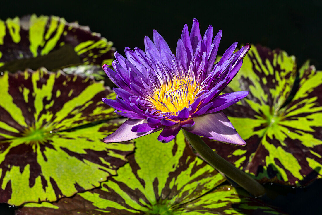 Tropische Seerosen (Nymphaea), 'blue Aster' Nymphaeaceae, New York Botanical Garden; Bronx, New York, Vereinigte Staaten von Amerika