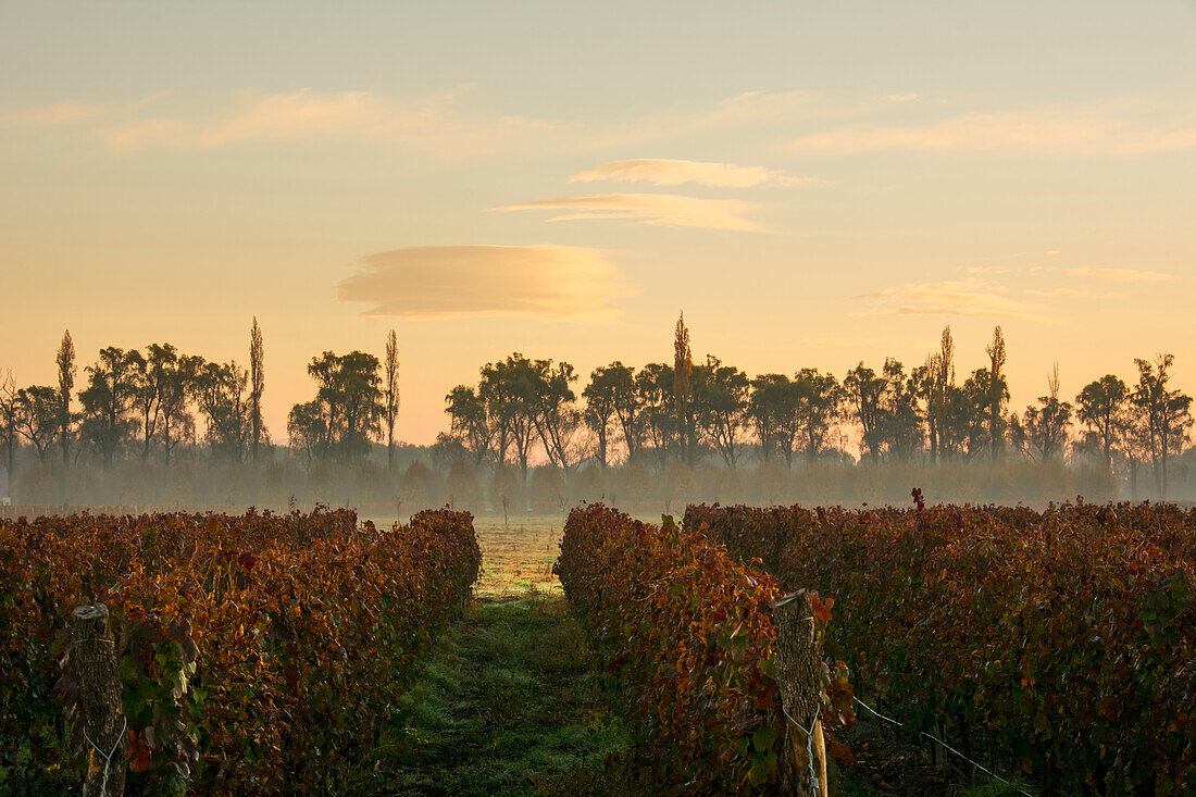 Autumn Fog Highlights The Sunrise Over A Vineyard; Tunuyan, Mendoza, Argentina